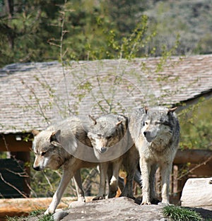 Three wolves