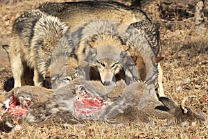 Three wolves feeding on deer carcass