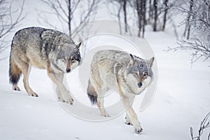 Three Wolves in the Snow