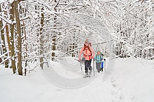 Three women ski touring under snow covered trees in the Carpathian mountains, Romania Baiului mountains