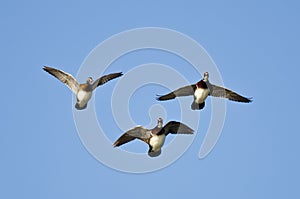 Three Wood Ducks Flying in a Blue Sky