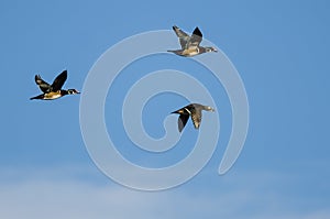 Three Wood Ducks Flying in a Blue Sky