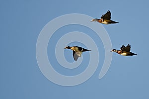 Three Wood Ducks Flying in a Blue Sky