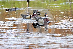 Three Wood Ducks Two Males One Female