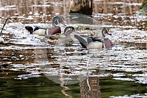 Three Wood Ducks Two Males One Female