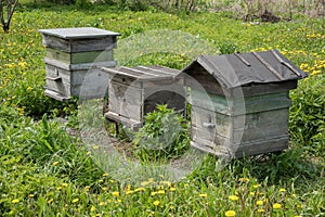 Three wooden hive houses for bees stand on grass in the village