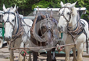 Three work horses on Mackinac Island