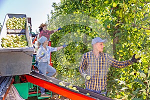 Three workers harvesting apples in plantation