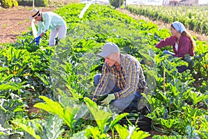 Three workers harvesting marrows