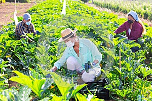 Three workers in masks harvesting marrows