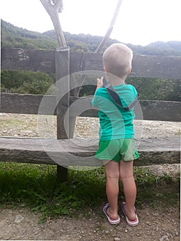 A three-year-old boy in a green T-shirt and green shorts stands with his back to the viewer and takes pictures of nature on a