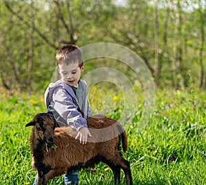 Three year old caucasian toddler boy petting a cameroonian sheep. photo