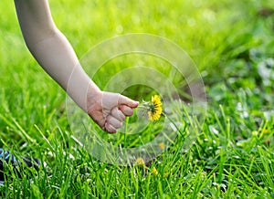 Three year old caucasian toddler boy picks a yellow dandelion in his hands
