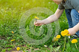 Three year old caucasian toddler boy picks a yellow dandelion in his hands.