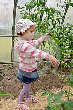 The three-year-old girl considers tomatoes in the greenhouse