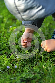 A three year old toddler boy holds a small blue flower in his hands in a city park.