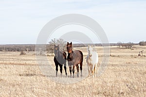 Three yearling quarter horses in winter pasture photo