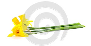 Three yellow beautiful daffodils