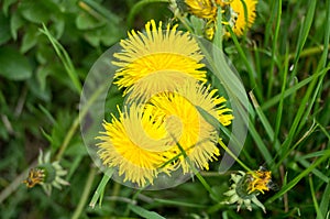 Three yellow blooming dandelions in a meadow, photographed from above