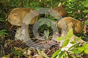 three yellow boletus mushrooms in the forest