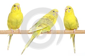 Three yellow budgie on branch photo