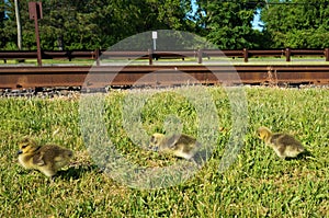 Three yellow canadian goose chicks walking on the grass along the railroad tracks with green trees on the background