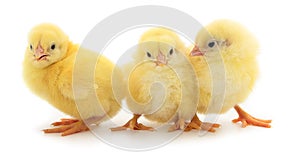 Three yellow chicken