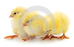 Three yellow chicken