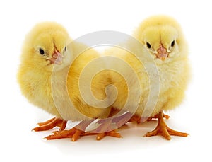 Three yellow chicken