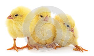 Three yellow chicken