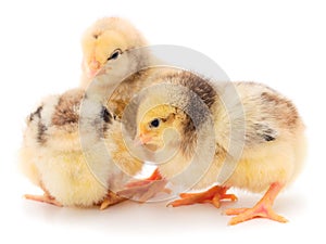 Three yellow chicken