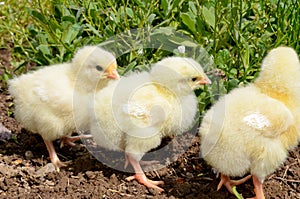 Three yellow chickens