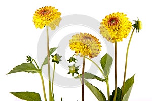 Three yellow chrysantemum isolated on white photo