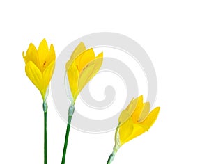 Three yellow crocus flowers