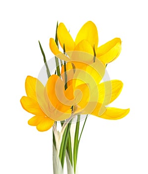 Three yellow Crocus flowers  isolated on white background