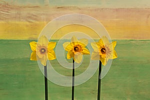 Three Yellow Daffodil flowers - Narcissus