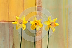 Three Yellow Daffodil flowers - Narcissus