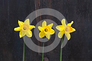 Three Yellow Daffodil flowers - Narcissus