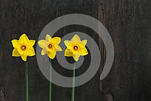 Three Yellow Daffodil flowers - Narcissus