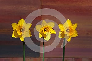 Three Yellow Daffodil flowers - Narcissus