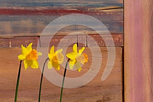 Three Yellow Daffodil flowers - Narcissus