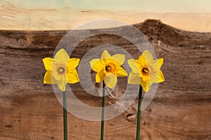 Three Yellow Daffodil flowers - Narcissus