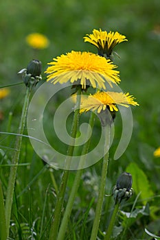 Three yellow dandelion