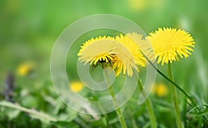 Three yellow dandelion flowers on natural green background. Copy space