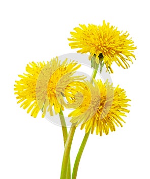 Three yellow dandelions  isolated on a white background