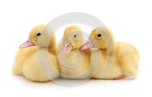 Three yellow ducklings