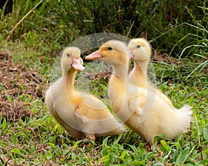 Three yellow ducklings in the green grass