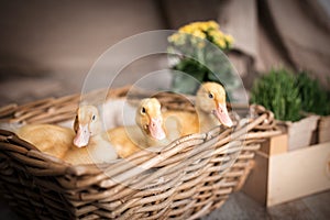 Three yellow ducklings look out of a basket