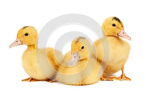 Three yellow ducklings on a white background, young poultry, close-up