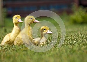 Three yellow ducks